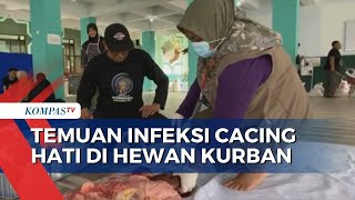 Petugas Temukan Hewan Kurban Terinfeksi Cacing Hati