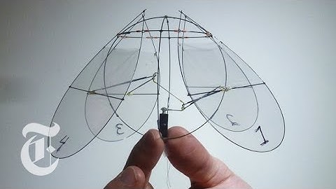 Flying Jellyfish | ScienceTake w/ James Gorman | The New York Times