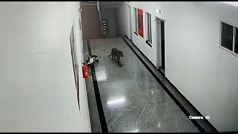 Video: Leopard takes a walk in medical college quarters in Karnataka - DayDayNews