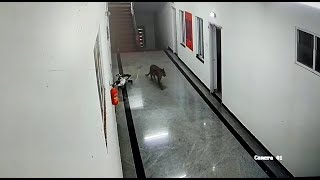 Video: Leopard takes a walk in medical college quarters in Karnataka