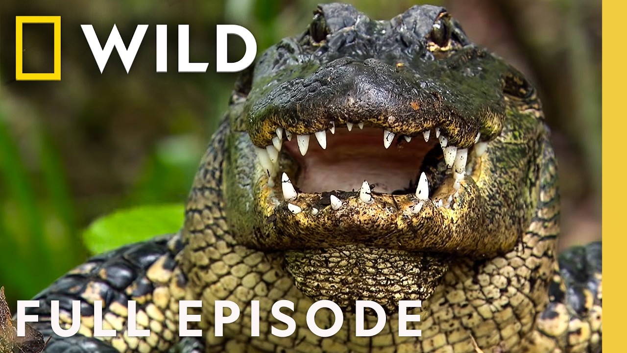 “Florida’s Fierce Clash of the Swamp Dragons (Full Episode) | SPECIAL | Nat Geo Animals” – Documentary