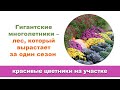 5 великанов многолетников, которые можно сажать на даче вместо кустов и деревьев.