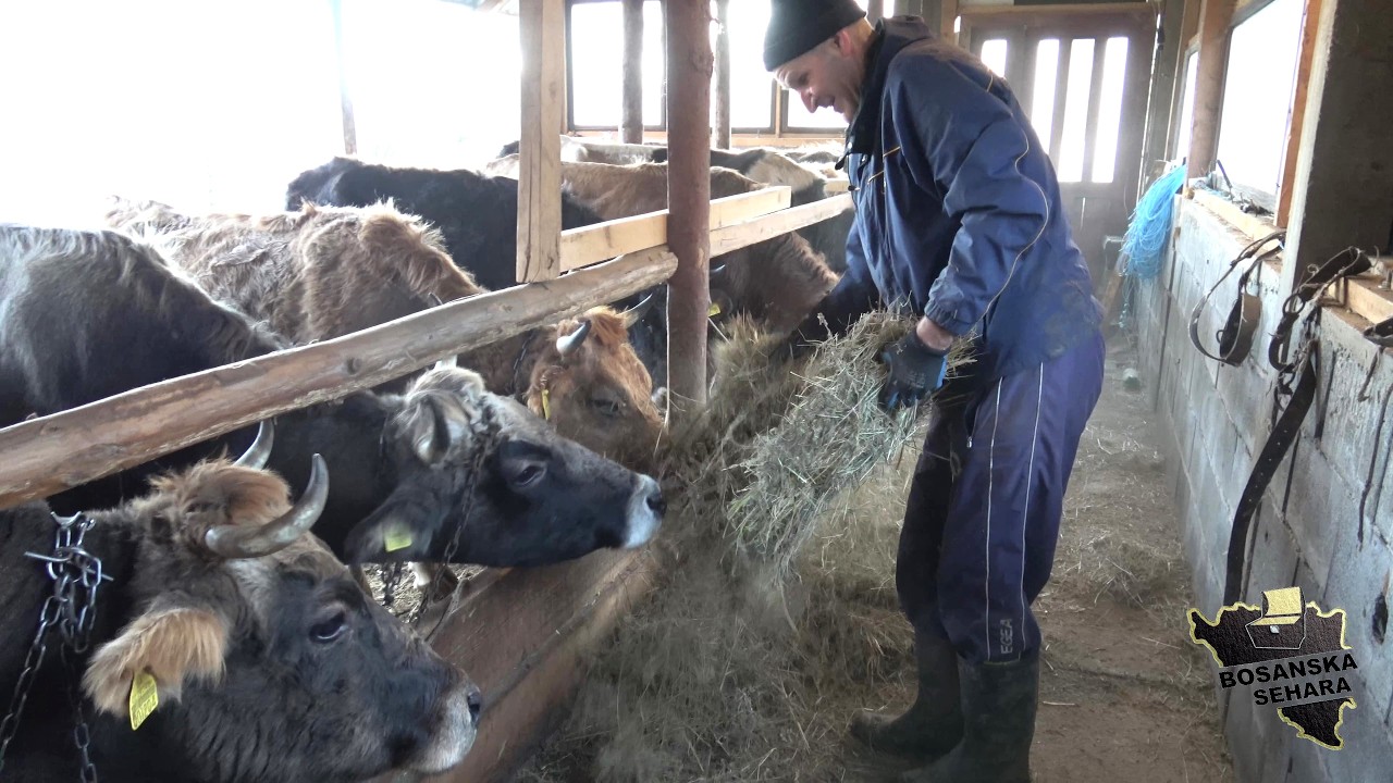 Bez volje,bez ljubavi prema životinjama nema posla u stočarstvu