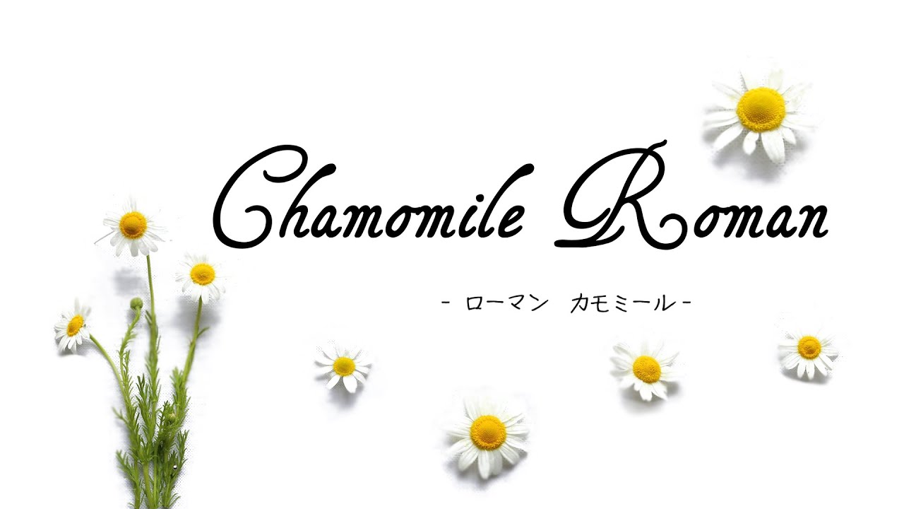カモミールローマン Youtube