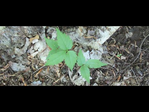 Vídeo: O que é Ginseng Simulado Selvagem – Cultivando Raízes de Ginseng Simulado Selvagem