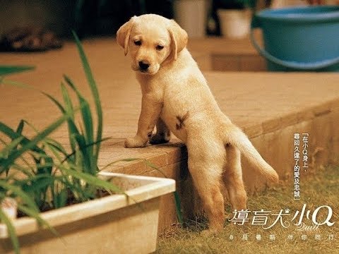5分钟解说日本温情电影 导盲犬小q 萌宠版忠犬八公 一部需要不断暂停拿纸的电影 Youtube
