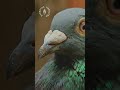 Strange But True Stories: The Most Mysterious Birds in History | Episode 192