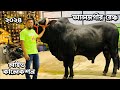 All the huge and heavy weight shahiwal and cross bulls with big humps  alamgir ranch 2024