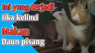 Manfaat Daun Pisang untuk Kelinci | My Bunny
