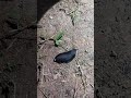 Black Slug