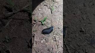 Black Slug
