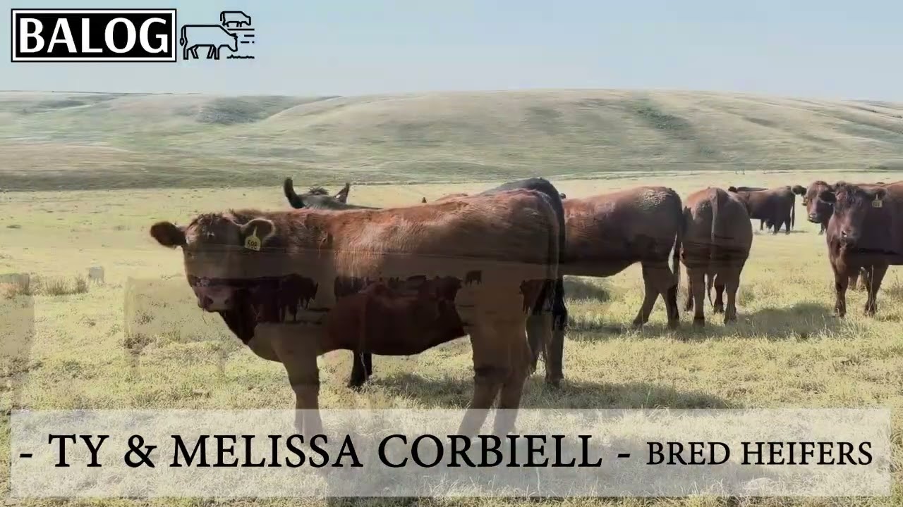 Ty & Melissa Corbiell Bred Heifers