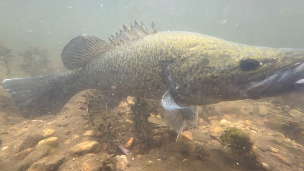 Cod Fishaways Cod Fishing From Kayak in Clearwater - YouTube