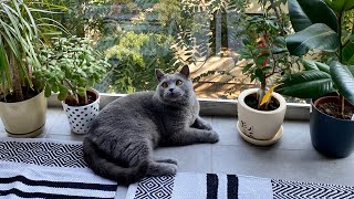 Funny british shorthair hunting a bug ❤️🐾🪲summer day caturday 😂🪲🐾 by British Shelby 830 views 1 year ago 37 seconds