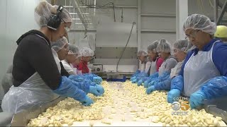 Kiet do reports on christopher ranch following through with promised
wage increases for garlic processing jobs (9-9-2018)