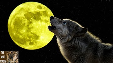 Why Are Wolves Our Spirit Animal? Exploring the Fascination