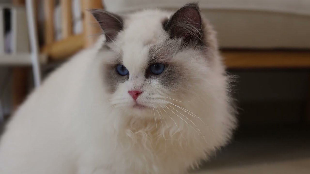 Pedigree Ragdoll Kitten @ SIngapore CatzillaSG