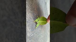 Have You Seen This ?