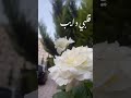 ع أيام الورد قلبي دايب