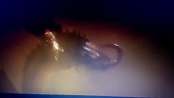 Kimg ghidorah regrows head/titans awakening