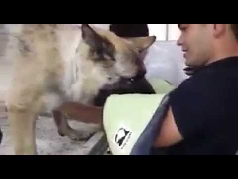 Euthanasia of a German Shepherd