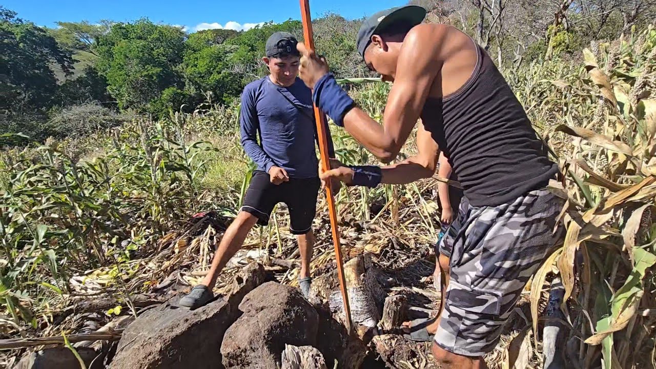 🍯sacando miel de chumerito