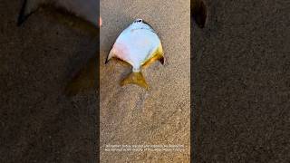 Saving a Marine Angel: A Kind Act at the Beach