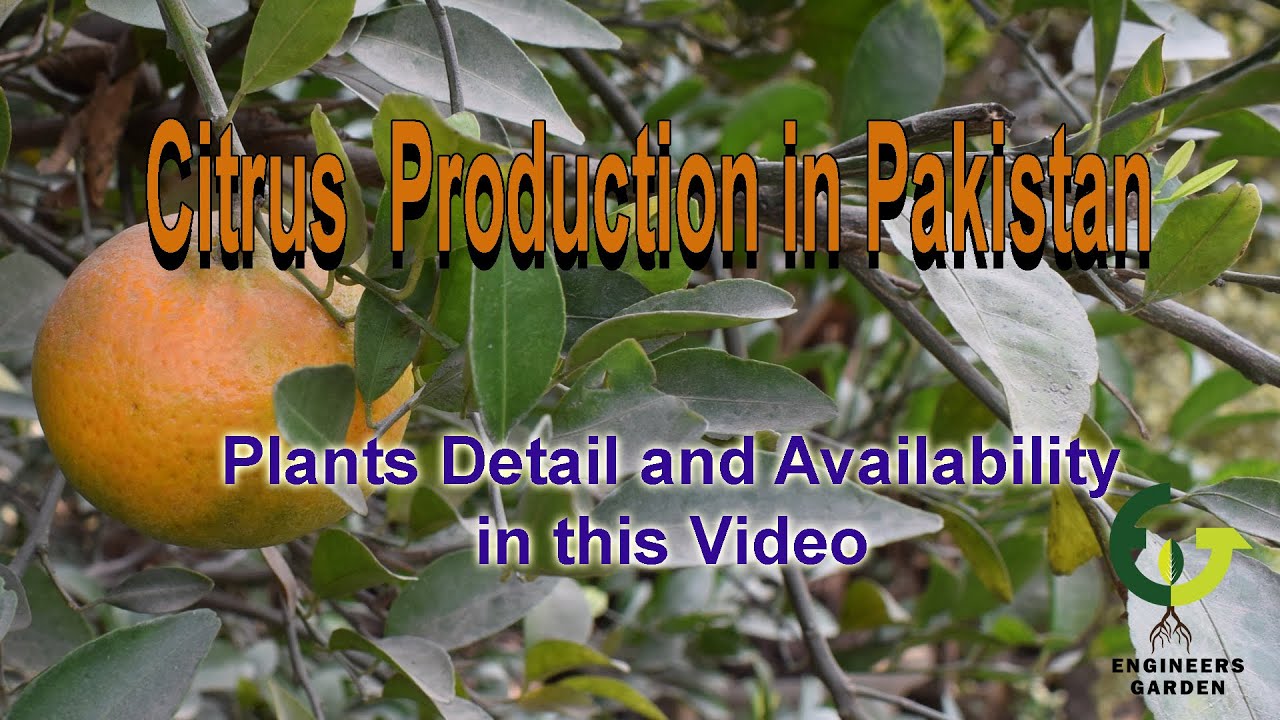 How Orange/ Citrus Plants are Produced in Pakistan / Pattoki