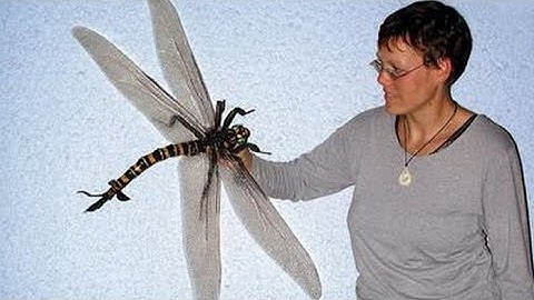 Top 3 sự thật thú vị về loài chuồn chuồn, mà có thể bạn chưa biết.