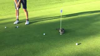 Cat Stops Golf Balls from Entering the Hole - 1054800-1