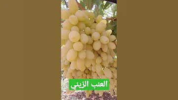 العنب الزيني من الأنواع المحلية في سوريا 