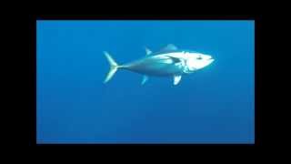 Port Fairy Tuna Trollpro 19/5/2013
