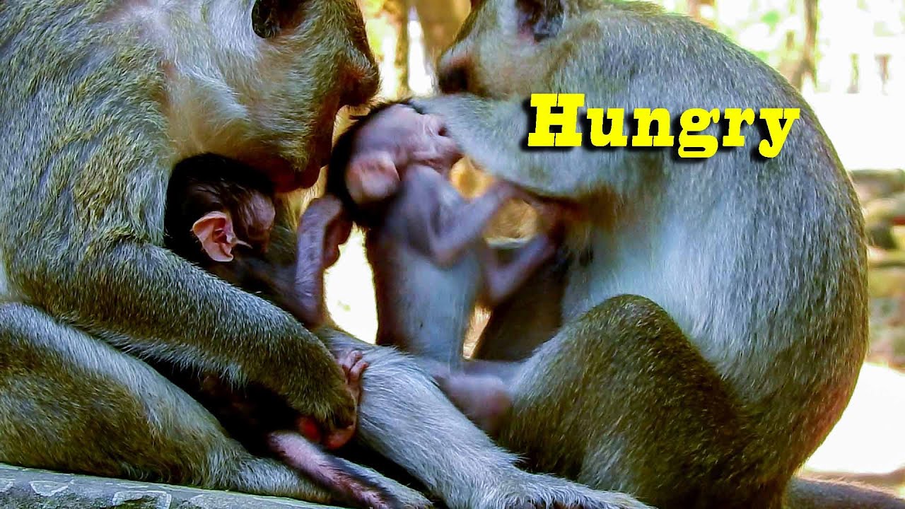 Delena still Hungry milk, Difficult got milk some time | DeeDee take care baby Good