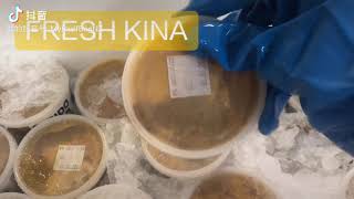 Fresh Kina in New Zealand