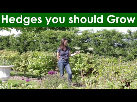 Video: Plants Suitable For Green Hedges