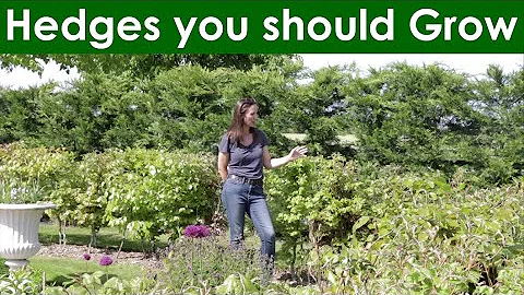 Best Hedges for your garden