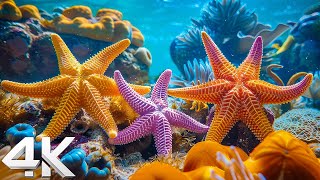 Aquarium 4K VIDEO ULTRA HD  Coral Reefs & Colorful Sea Life  Relaxing Music Coral Reefs