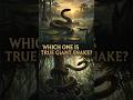 Which one is true giant snake? #titanoboa #vasukiindicus #prehistoricanimals #facts #shortsfeed