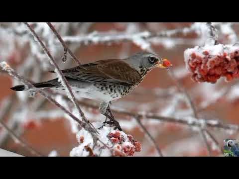 Дрозд рябинник фото птицы крупным планом