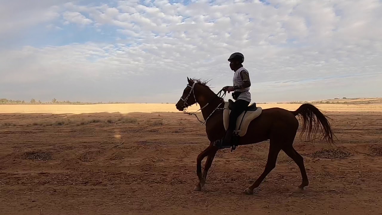 التأهيلي الرابع للقدره والتحمل بالخالديه