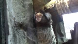 Monkey Sticks Out Tongue!