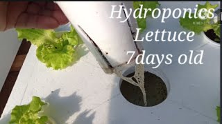 Hydroponics Lettuce 7days Old Updates/Happy Grower/Happy Planter/Leafy Greens