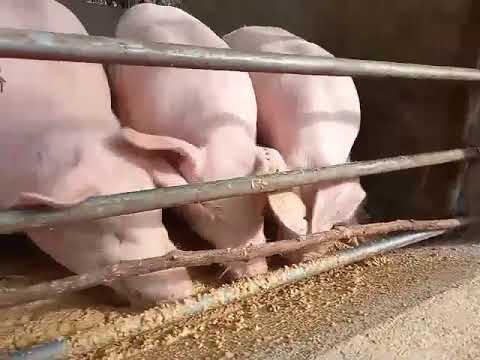 LAKAS NILA KUMAIN READY NA FOR LECHON