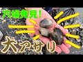 【潮干狩りの穴場発見】無料で大アサリがザックザク！