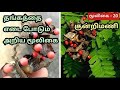 குண்டுமணி |  தினம் ஒரு மூலிகை | குன்றின் மணி | One herb a day