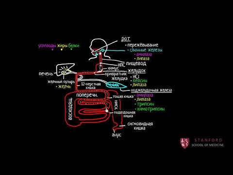 Пищеварительная система человека (2 часть из 4) | Рост и обмен веществ | Медицина