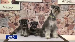 Schnauzer parte 1