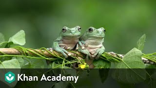 Reproduction in Frogs | Structural Organisation in Animals | Biology | Khan Academy