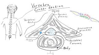 Vertebra cross section