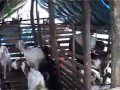 Plan for goat shed 